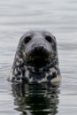 Close up view of a grayy seal peeking out of the water Royalty Free Stock Photo