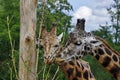 Grazing Giraffe Royalty Free Stock Photo