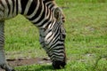 Grazing Zebra At Pasture Royalty Free Stock Photo