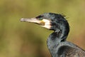 Close up view of great cormorant Royalty Free Stock Photo