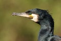 Close up view of great cormorant Royalty Free Stock Photo