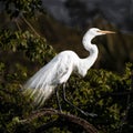 Portrait of a Great Egret Balancing on a Branch Royalty Free Stock Photo