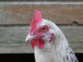 Close-up view of a Great white hen Sussex in front of her henhouse