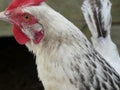 Close-up view of a great white hen Sussex in profile