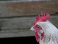 Close-up view of a Great white hen Sussex staring at her henhouse