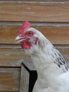 Close-up view of a Great white hen Sussex staring at us