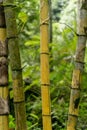 close up view of green bamboo plants with leaves, Royalty Free Stock Photo