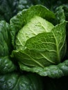 a close up view of a green cabbage