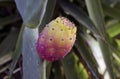 Close-up view of green cactus with one ripe prickly pear. Colorful cactus fruits. One of the symbols of Sicily Royalty Free Stock Photo