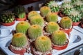 close up view of green cactus plants Royalty Free Stock Photo