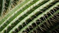 Close up view of green cactus surface. Neural network ai generated Royalty Free Stock Photo
