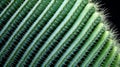 Close up view of green cactus surface. Neural network ai generated Royalty Free Stock Photo