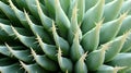 Close up view of green cactus surface. Neural network ai generated Royalty Free Stock Photo