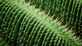 Close up view of green cactus surface. Neural network ai generated Royalty Free Stock Photo