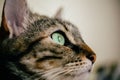 Close up view of green cat eye. Beautiful cat portrait. European cat portrait with focus in the eye. Domestic animals. Royalty Free Stock Photo