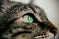 Close up view of green cat eye. Beautiful cat portrait. European cat portrait with focus in the eye. Domestic animals. Royalty Free Stock Photo