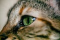 Close up view of green cat eye. Beautiful cat portrait. European cat portrait with focus in the eye. Domestic animals.