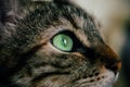 Close up view of green cat eye. Beautiful cat portrait. European cat portrait with focus in the eye. Domestic animals.