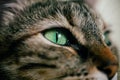 Close up view of green cat eye. Beautiful cat portrait. European cat portrait with focus in the eye. Domestic animals. Royalty Free Stock Photo