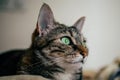 Close up view of green cat eyes. Beautiful cat portrait. Domestic animals.