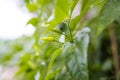 Close up view of a green chilli plant in a garden. Royalty Free Stock Photo