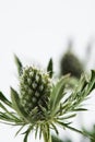 close up view of green eryngium alpinum plant