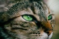 Close up view of green eyes cat. Beautiful cat portrait. Close up view of cat eye. Royalty Free Stock Photo