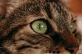 Close up view of green eyes cat. Beautiful cat portrait. Close up view of cat eye. Royalty Free Stock Photo