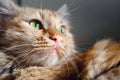 Close up view of green eyes ginger cat Royalty Free Stock Photo