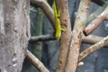 close up view of green gecko on tree brunch at the zoo Royalty Free Stock Photo