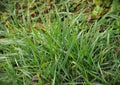 Close up view of green grass Royalty Free Stock Photo