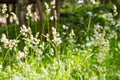 Close up view of green grass on blurred green background in sunny summer garden. selective focus Royalty Free Stock Photo