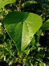 Close-up view of green grass leaves with dewdrops on them