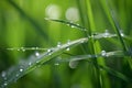 green grass meadow with dew drops Royalty Free Stock Photo