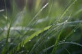 green grass meadow with dew drops Royalty Free Stock Photo