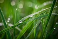 green grass meadow with dew drops Royalty Free Stock Photo