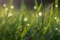 green grass meadow with dew drops Royalty Free Stock Photo