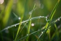 green grass meadow with dew drops Royalty Free Stock Photo