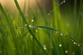 green grass meadow with dew drops Royalty Free Stock Photo