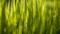 Close up on blurry grass with sunlight reaching through