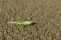 Close-up view of green grasshopper on the beach