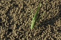 Close-up view of green grasshopper on the beach