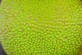 Close up view of green jackfruit rough surface for background an Royalty Free Stock Photo