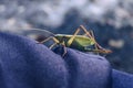 Close up view of green large locust