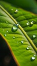 close-up view of a green leaf adorned with glistening water droplets illuminated by sunlight. concepts: morning dew Royalty Free Stock Photo