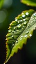 close-up view of a green leaf adorned with glistening water droplets illuminated by sunlight. concepts: morning dew Royalty Free Stock Photo