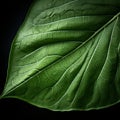 Luminous Close Up: Green Leaf In Organic Contours