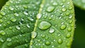 A close-up view of a green leaf covered in water droplets. The leaf\'s surface texture is highlighted Royalty Free Stock Photo
