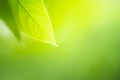 Close up view of green leaf on greenery blurred background for natural and freshness wallpaper concept