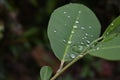 Close up view of a green leaf with rain water droplets on the surface Royalty Free Stock Photo